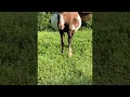 Pregnant Horse is Looking Huge ViralHog