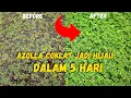 Lagu Menyuburkan Kembali Azolla yang Kecoklatan | Tips Budidaya Azolla Microphylla