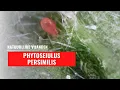 Roofmijt - Phytoseiulus persimilis | Natuurlijke vijand