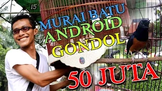 Download SUARA BURUNG : ANDROID Murai Batu Gacor Gondol Hadiah 50 Juta Piala Indonesia MP3