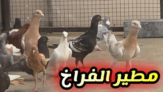 فتحت على كل فراخ السطح مع أجواء الشتاء 