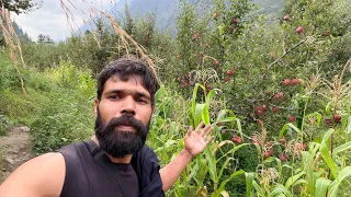 मैं गया हिमाचल के बागो मे सेब खाने के लिये|😍