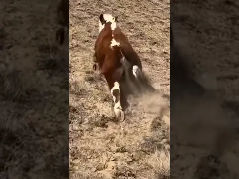 cow after scared #animals #cow #shortvideo