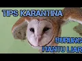 Download Lagu Tips Karantina Burung Hantu