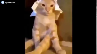 شيلة كلنا سلمان كلنا محمد دندنها