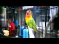 Download Lagu MENGENANG SANG LEGENDA LOVEBIRD KUSUMO