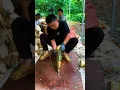 Download Lagu How to peel bamboo shoots #shorts