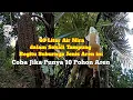 Download Lagu Terlihat Kesuburannya dari Awal dipotong Sampai Tampungan Pertama Jenis Aren ini