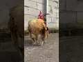 Download Lagu ayam serama berkokok