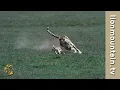 Lagu Je zult niet geloven hoe snel een cheetah een gazelle kan vangen #cheetah #wildlife