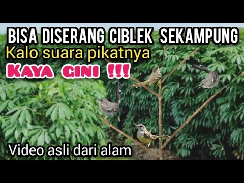 Download MP3 Suara PIKAT CIBLEK Ribut Tarung||Suara Pikat Ciblek Andalan @Ismailblusukan