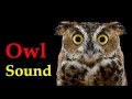 Lagu sound of owl at night - voice of bird