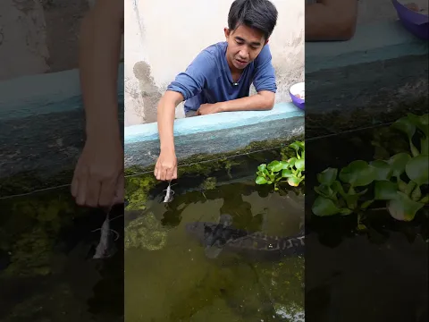 Tes keganasan toman monster baru ditempat violet