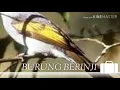 Download Lagu Masteran burung berinji gacor