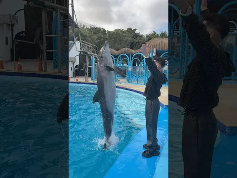 طلبنا من الدولفين يطير أربع مرات في الجو💔😰🐬
