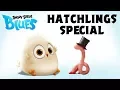 Download Lagu Angry Birds Special | The Early Hatchling Gets The Worm