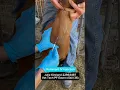 PF Vet Tech 2nd Externship Skill 36 - Ruminant IV Injection