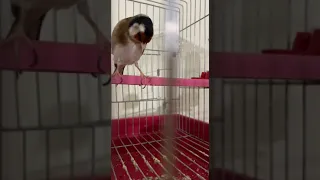 الخلوي الشلفي تنس 