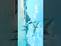 Download Lagu AVATAR Full Movie 202t Pandora World | Superhero FXL Action Movies 2025 #viral  @DIL-KE-PASS