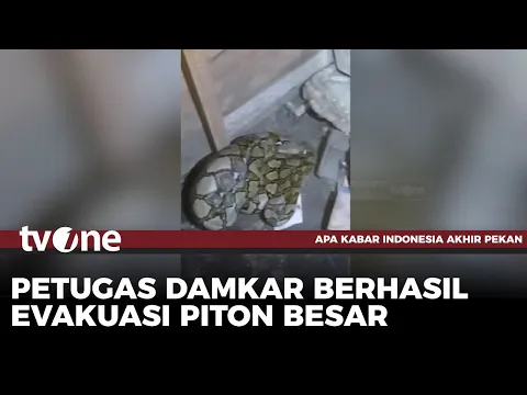 Ular Piton Besar Kerap Mangsa Ternak Warga Ditangkap Petugas Damkar