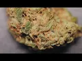 Top 10 Sativa Strains Across The States