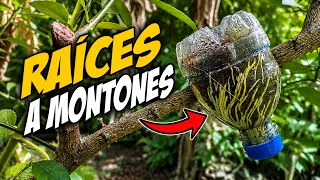 El truco de la botella 😱 para hacer acodos aéreos 🌱