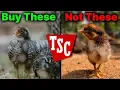 The BEST Chicken To Buy At Tractor Supply