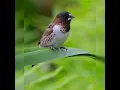 Download Lagu Cuitan burung pipit di sawah , saat makan padi !!!