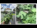 HOUSEPLANT TOUR At Dolins Nursery Pinellas Park FL