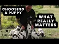 Choosing Your Puppy | What to Look For in a Litter