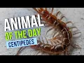 Download Lagu Centipede -- Bugs and Insects | Educational Animal Videos for Kids, Homeschoolers, and Teachers