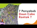 Lagu 7 Penyebab Daun Cabe Rontok, Perhatikan Pupuk dan Obatnya