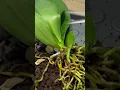 Download Lagu Have you ever grown an orchid in water? #plantcare #orchids #plantlovers