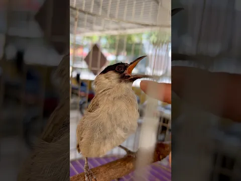 Chào mào bông lau #birds #thebirdsonggroup #birdsong #cungkunlamviectotmoingay @cucutv9029
