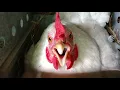 Lagu Angry hen
