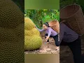Download Lagu harvesting 1000 of  jackfruit and goes to market sale #jackfruit#tropicalfruit#food