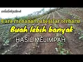 Cara terbaru menanam ubi jalar ungu, ubi jepang, ubi cilembu