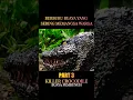 Download Lagu penampakan buaya yang sering memangsa warga #shorts