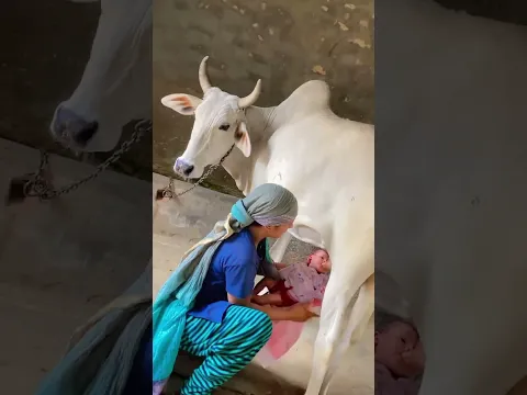 Zu zu zu❤️🐄😍 #cow #youtubevideo #cute #cutebaby #viralvideos #animals #newyoutuber #youtuberlife🐄
