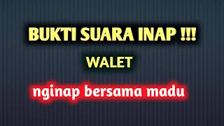 Download SUARA INAP WALET TERBUKTI AMPUH MENARIK BURUNG WALET. MP3