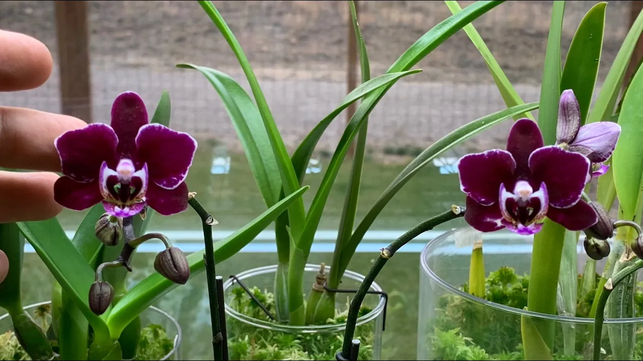 GROWING ORCHIDS IN MONTANA