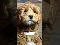 Petland Kennesaw Available Puppies