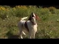 Dog Breeds - Irish Setter Dogs 101 Animal Planet