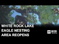 Eagle nesting area reopened at White Rock Lake