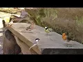 Download Lagu Videos for Cats to Watch : Little Birds on The Bench - 8 HOURS
