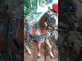 Download Lagu Kuda Delman Warna Coklat || Kuda Renggong || Horse || Naik Ke Puncak Gunung Lagu Anak Indonesia