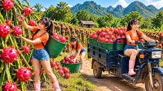 Explore a Huge Red Dragon Fruit Farm! From Harvesting to the Bustling Village Market- Phuong's Story
