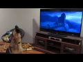 Download Lagu German shepherd howling with wolves from Zootopia♥
