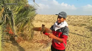 المتعه الحقيقيه في الصيد صيد طائر مرعة الغيط من أفضل الطيور المهاجره في موسم الصيد  الصياد السيناوي دندنها