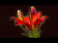 Download Lagu С НАЧАЛОМ ВЕСНЫ! Это Потрясающая, Просто невероятная музыка для души Сергей Грищук! Очень красиво!